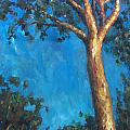 New Zealand Tree